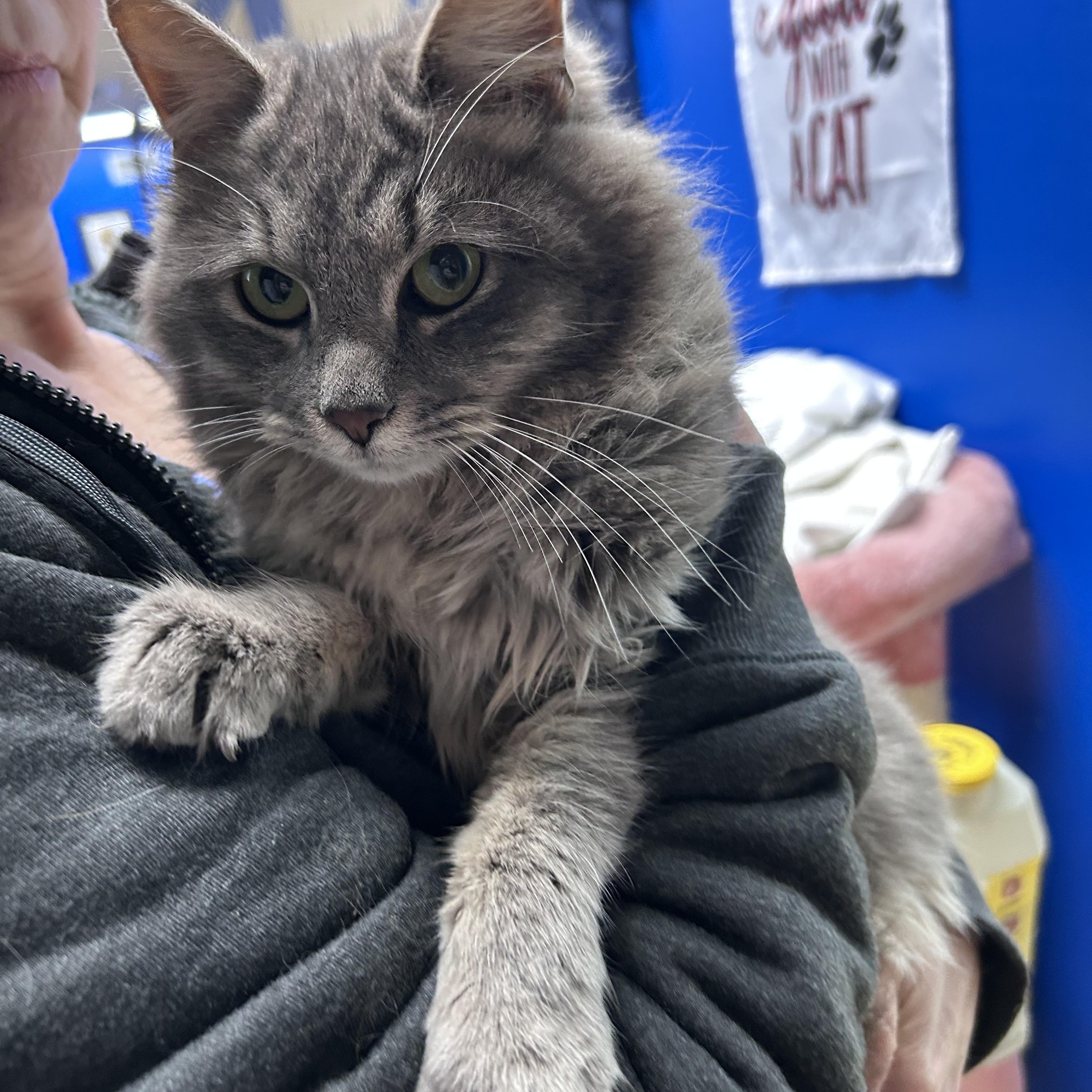 Enlarge Farrah, an adopted mixed breed in Greensboro, NC image 1/1