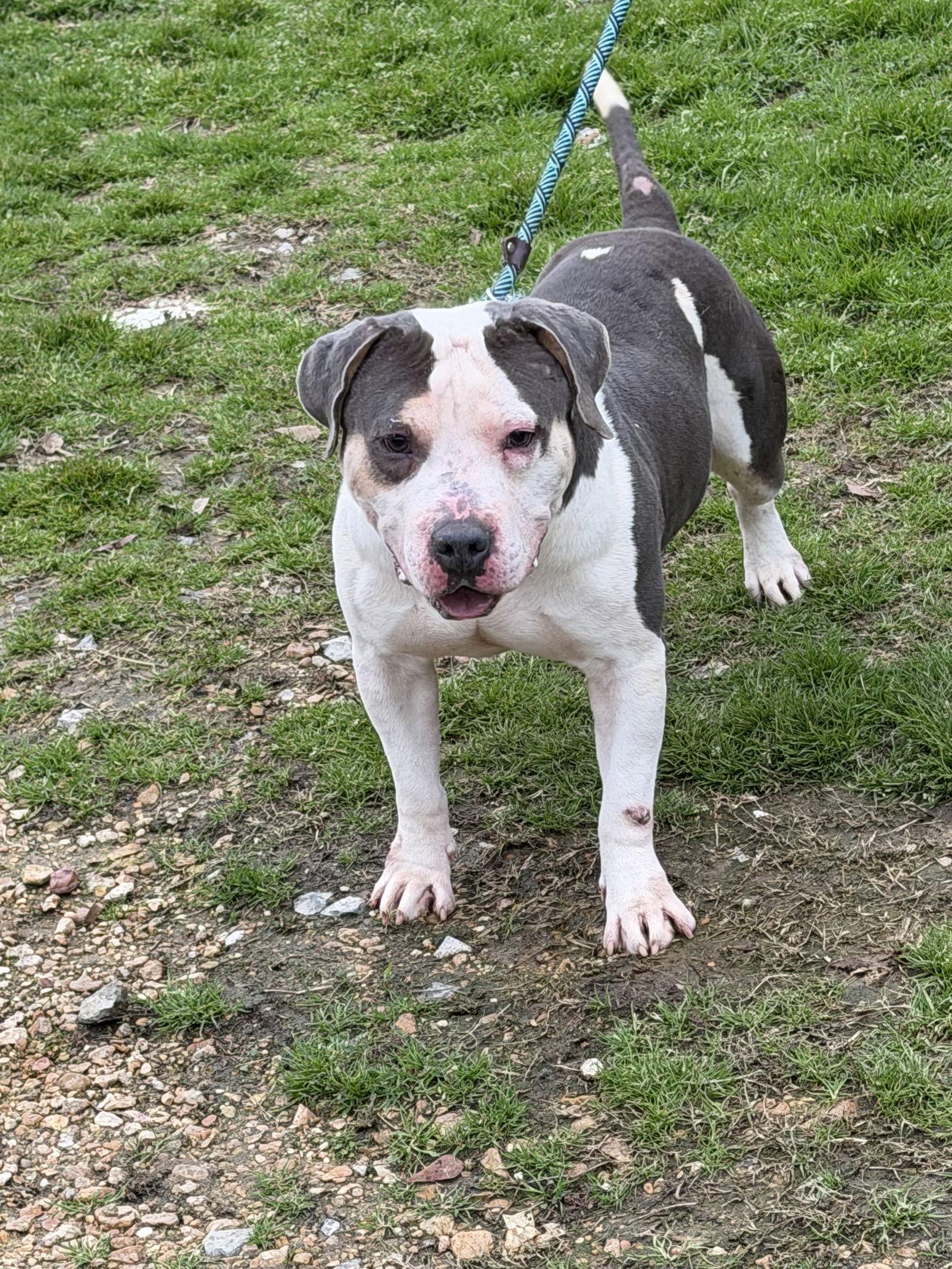 Carson — thumbnail 2