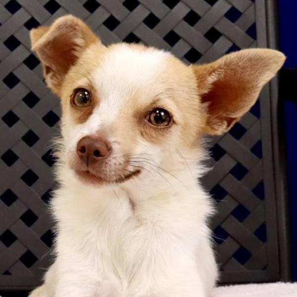 Chip, Adoptable, Adult Male Chihuahua.
