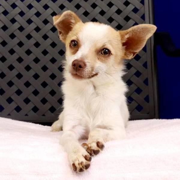 Enlarge Chip, a Adoptable mixed breed in Fort Davis, TX image 2/2