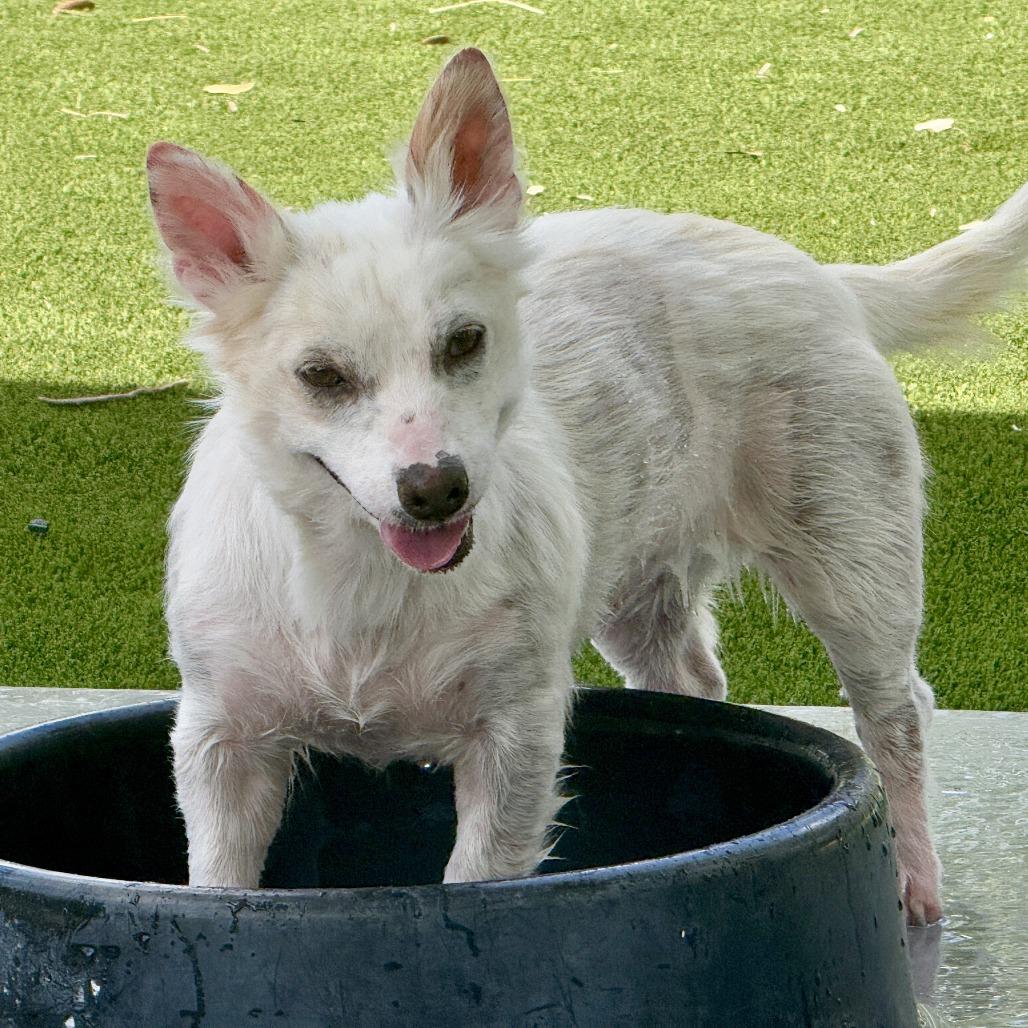 Enlarge Dove ..one day I will fly away to my forever home, a Adoptable mixed breed in San Antonio, TX image 4/5