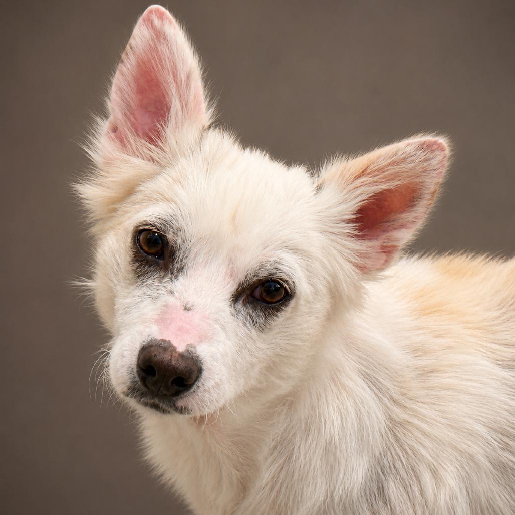 Dove ..one day I will fly away to my forever home, Adoptable, Adult Female Corgi & Pembroke Welsh Corgi.