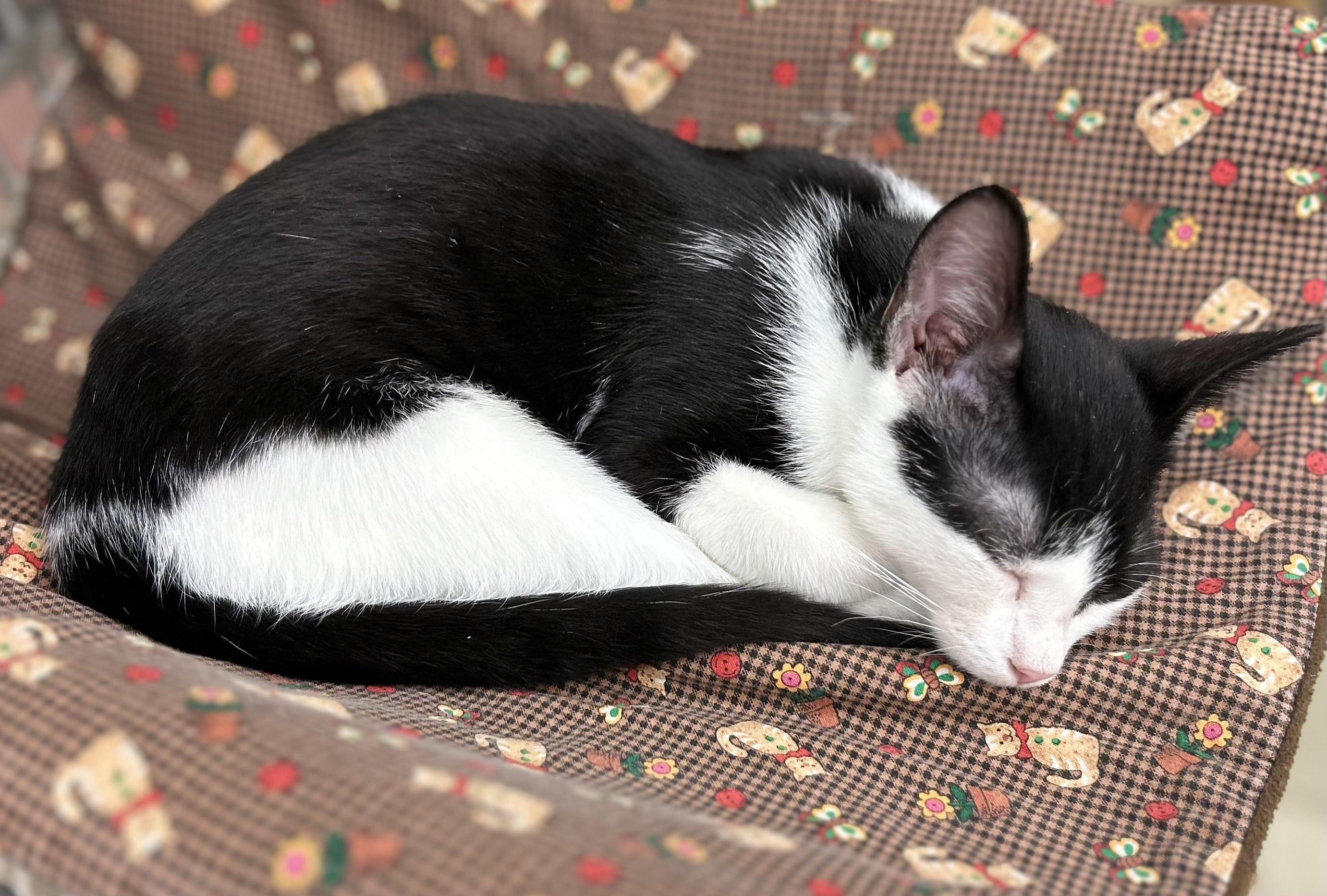 Enlarge Sylvester, a Adoptable Domestic Short Hair in Warren, OH image 2/3