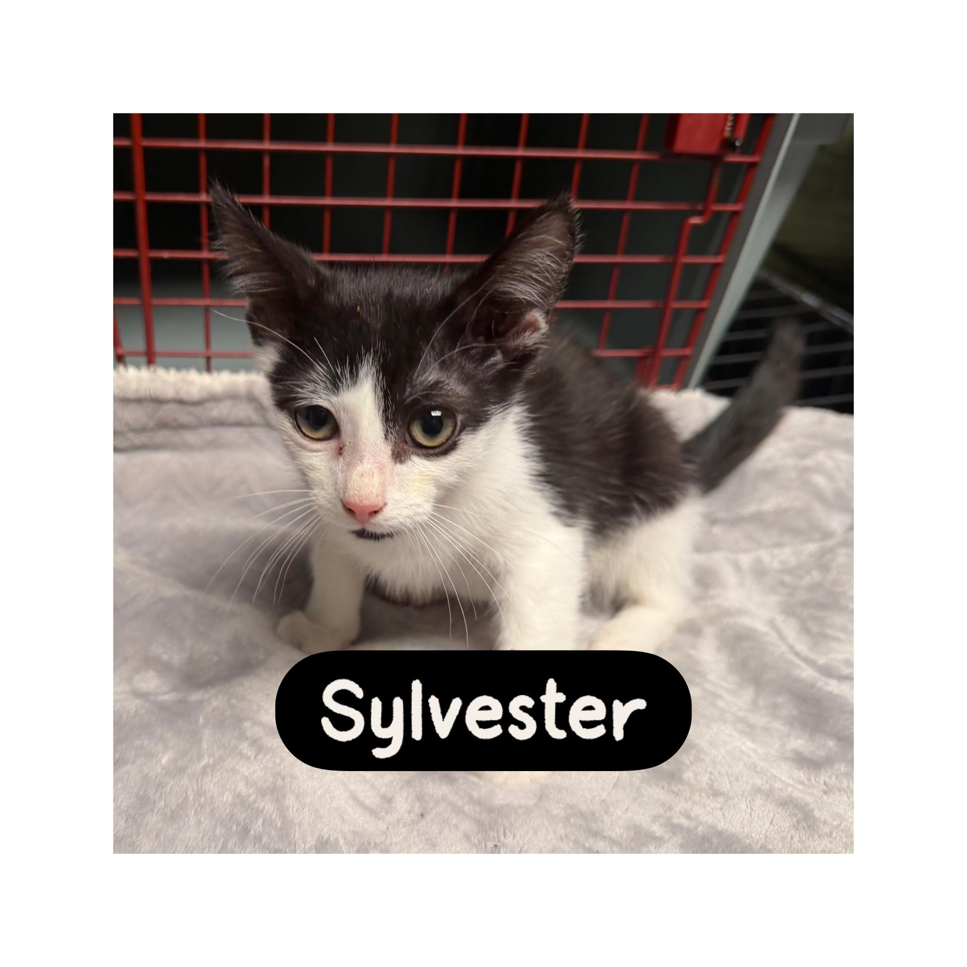 Sylvester, Adoptable, Kitten Male Domestic Short Hair.