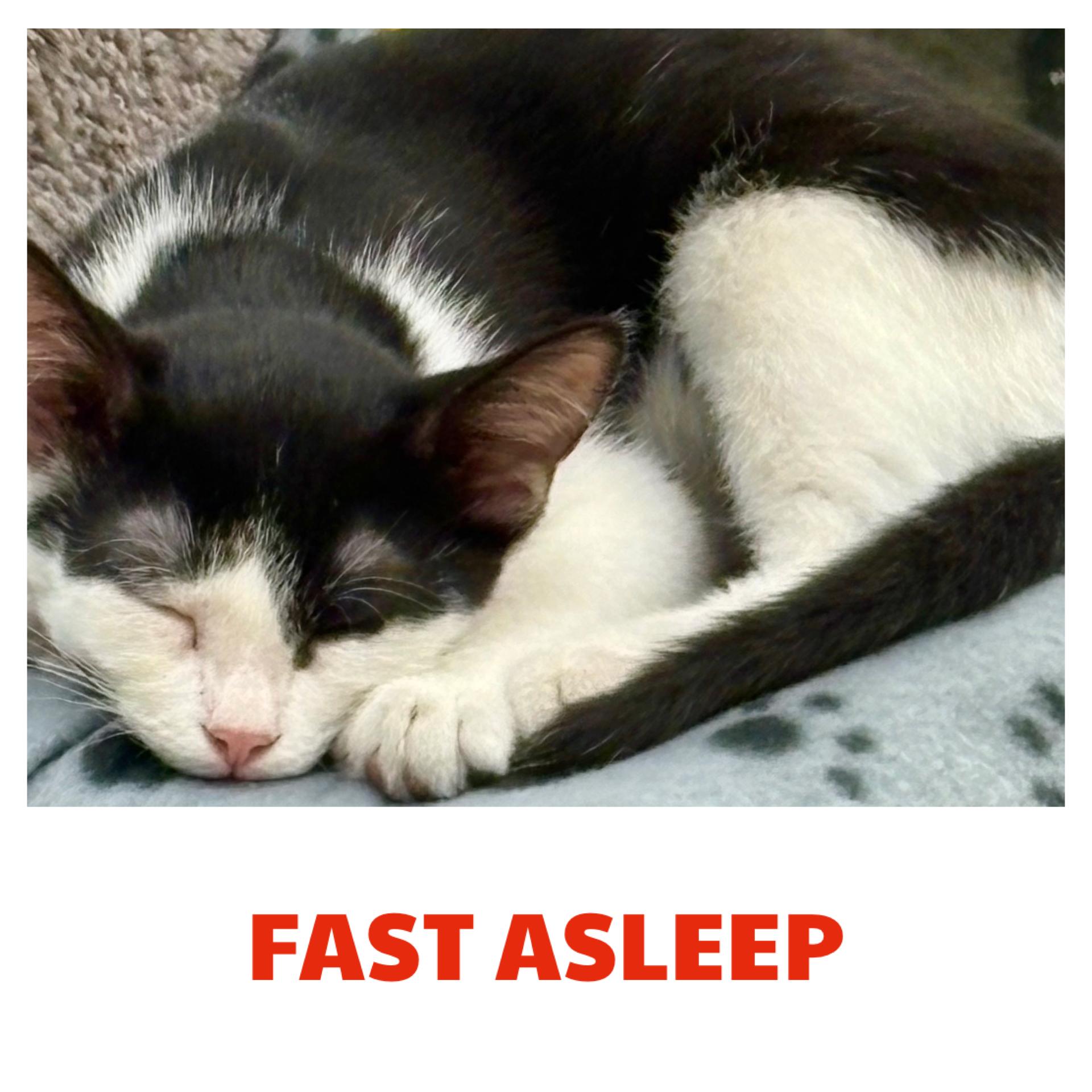 Enlarge Sylvester, a Adoptable Domestic Short Hair in Warren, OH image 3/3