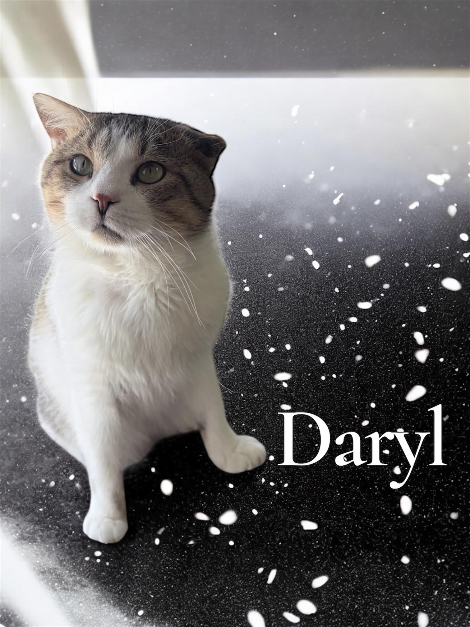 Darryl, an adoption pending Domestic Short Hair in Orleans, VT image 1/2