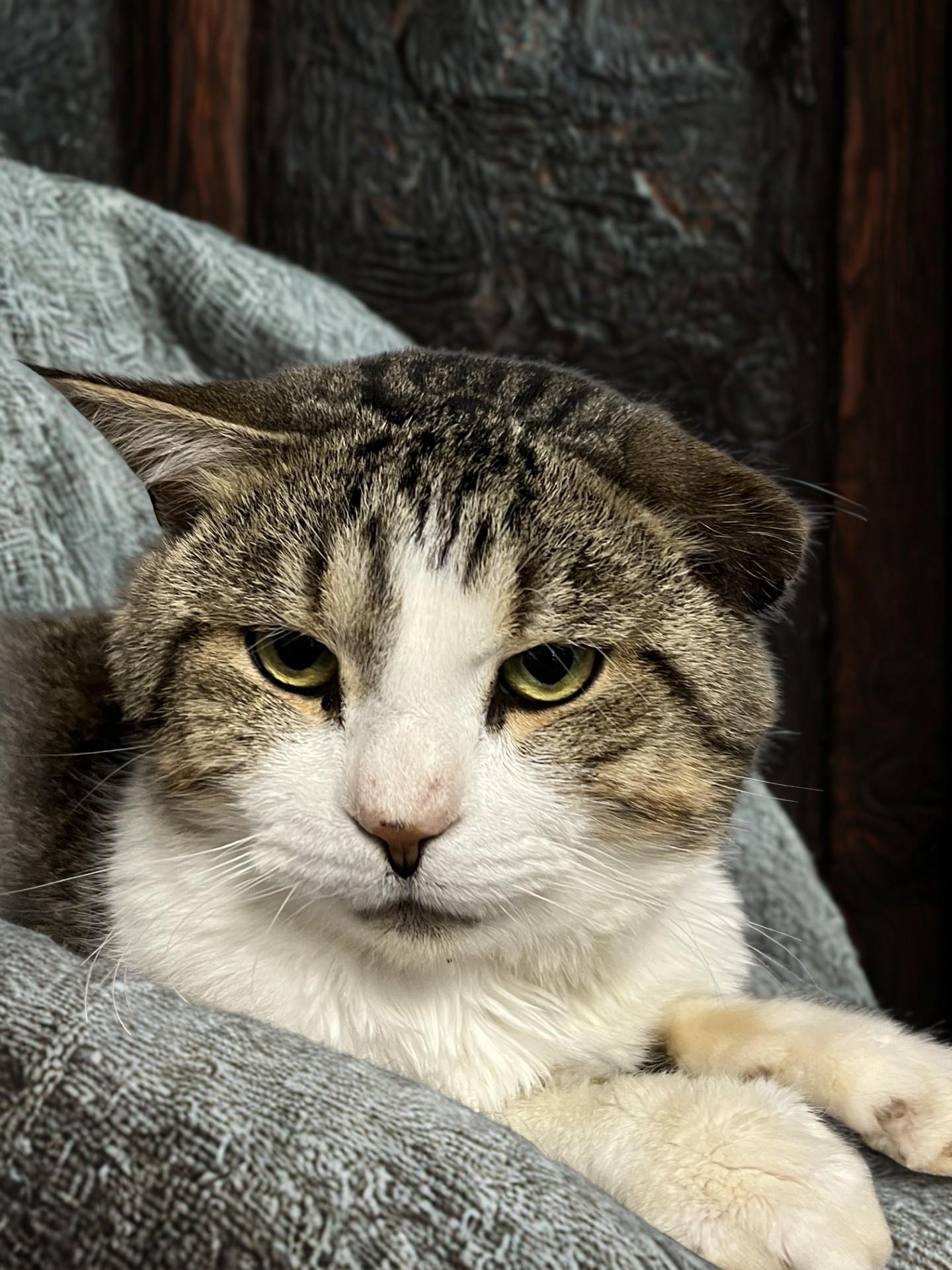 Darryl, Adoptable, Adult Male Domestic Short Hair.