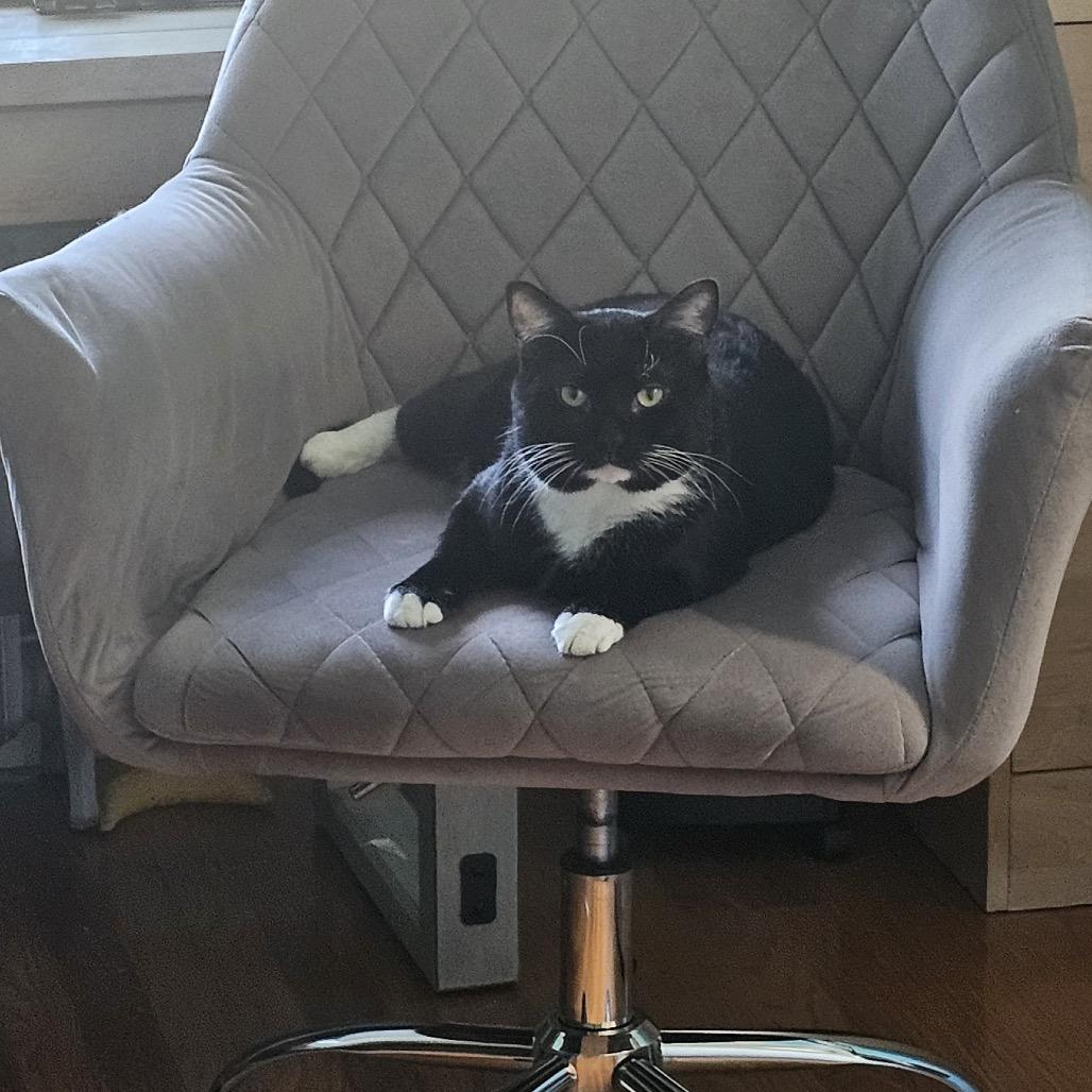 Enlarge Lox, a Adoptable Domestic Short Hair in Wakefield, MA image 1/4