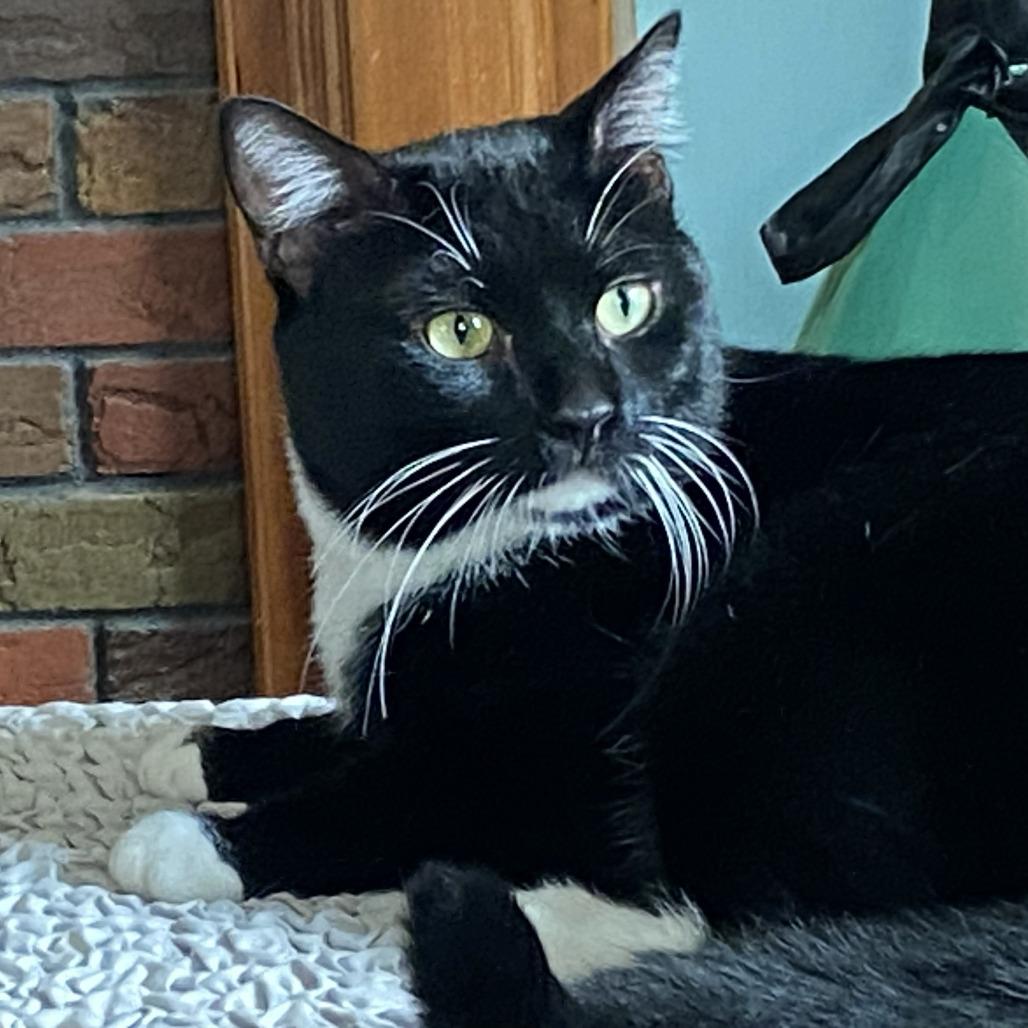 Enlarge Lox, a Adoptable Domestic Short Hair in Wakefield, MA image 2/4