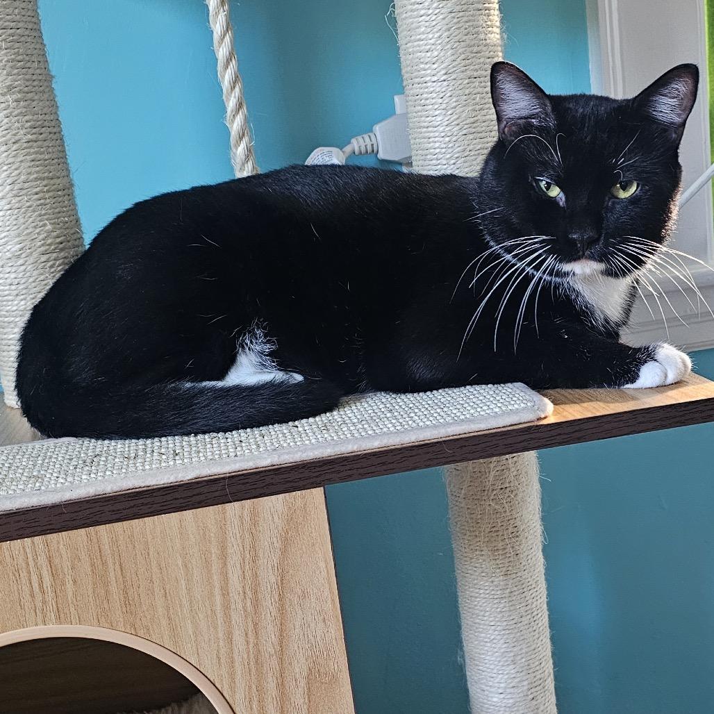 Enlarge Lox, a Adoptable Domestic Short Hair in Wakefield, MA image 3/4