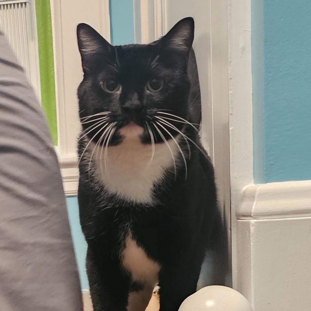 Enlarge Lox, a Adoptable Domestic Short Hair in Wakefield, MA image 4/4