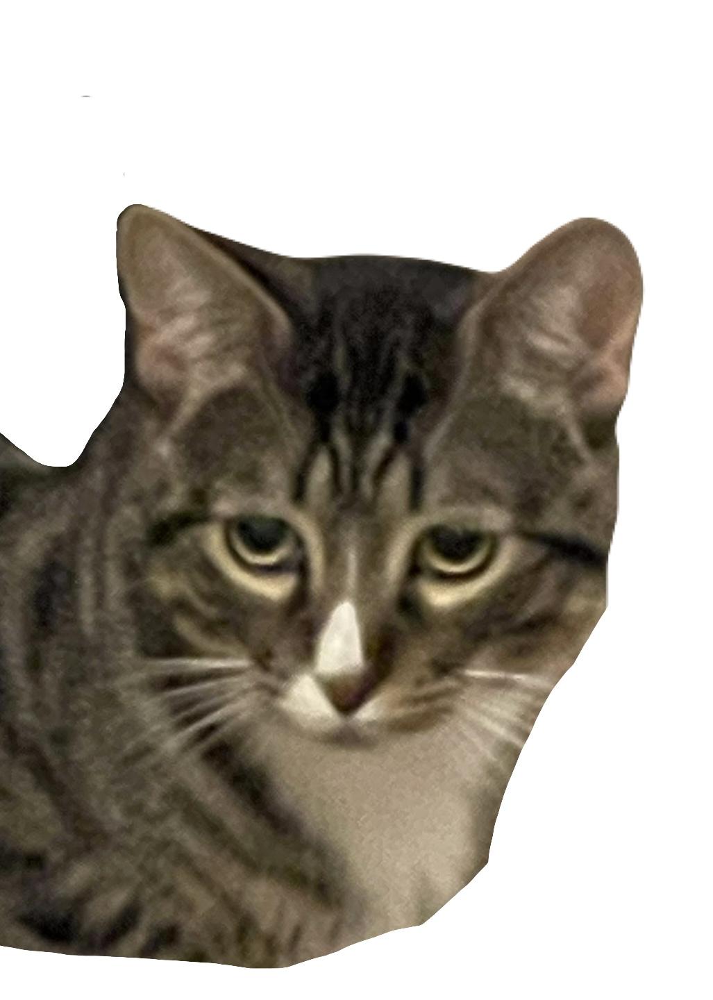 Scout, Adopted, Young Male Domestic Medium Hair.