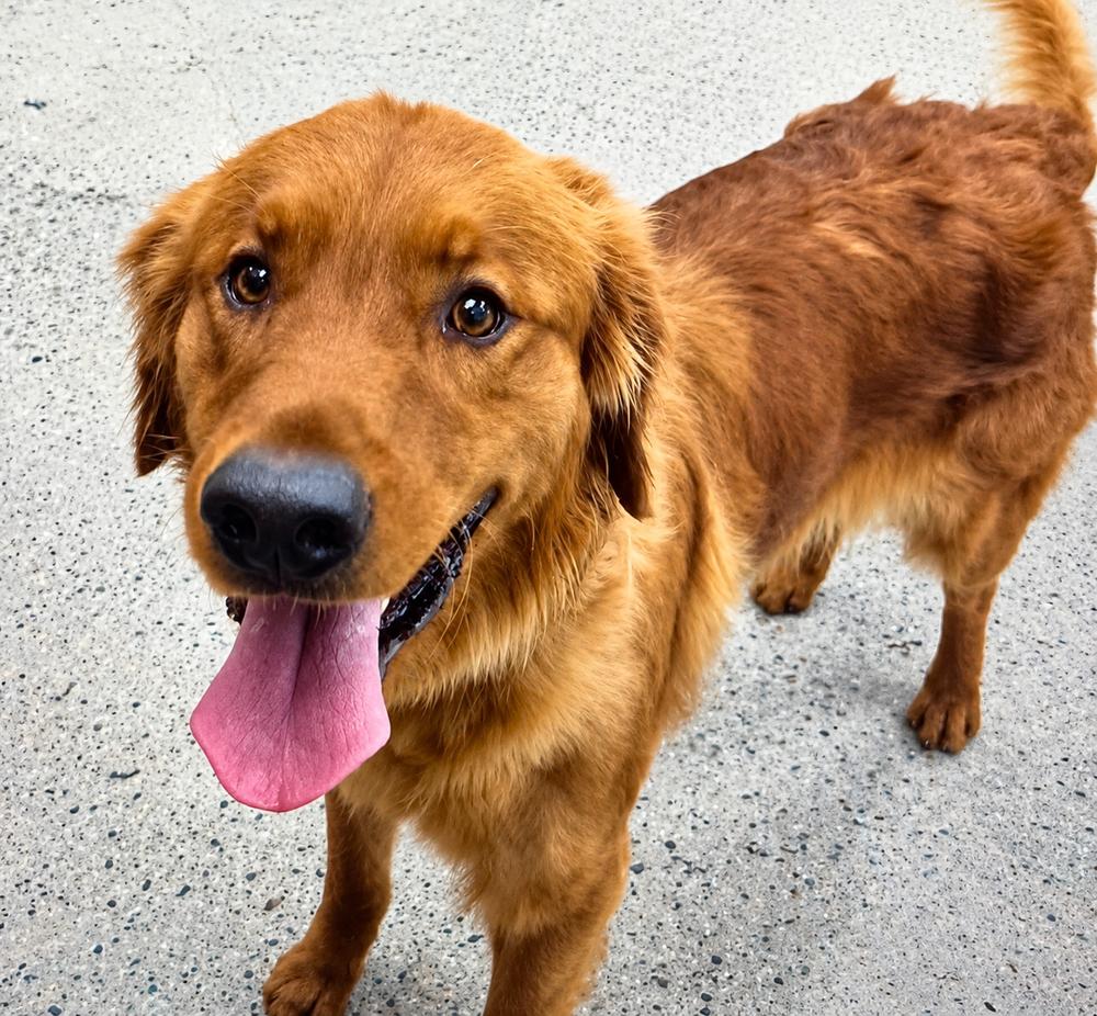 Tajin, Adoptable, Adult Male Golden Retriever.