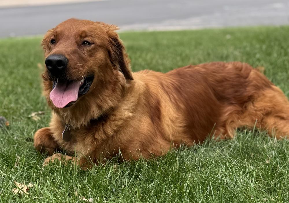 Enlarge Tajin, a Adoptable Golden Retriever in Littleton, CO image 2/5