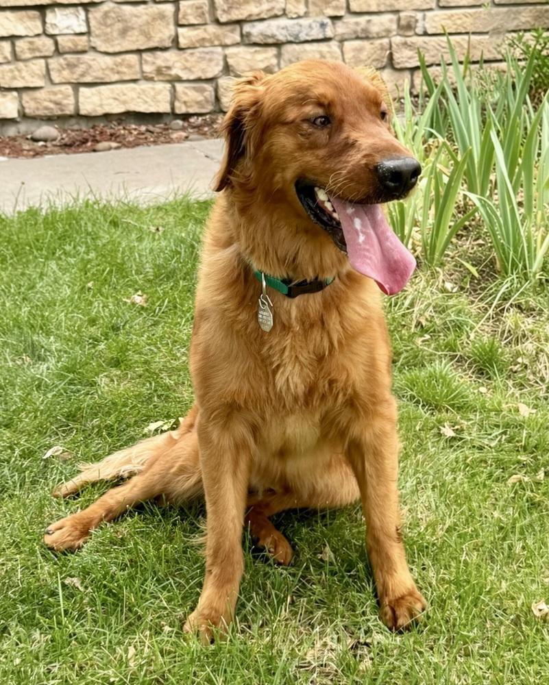 Enlarge Tajin, a Adoptable Golden Retriever in Littleton, CO image 3/5