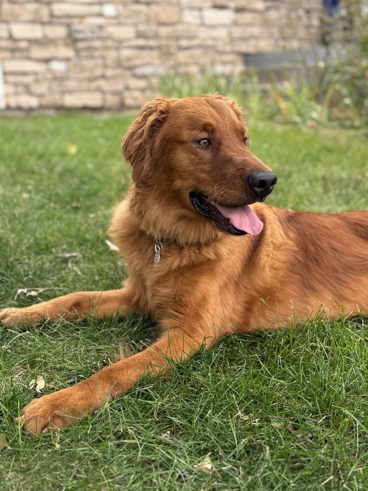 Enlarge Tajin, a Adoptable Golden Retriever in Littleton, CO image 4/5