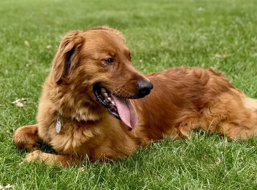 Enlarge Tajin, a Adoptable Golden Retriever in Littleton, CO image 5/5