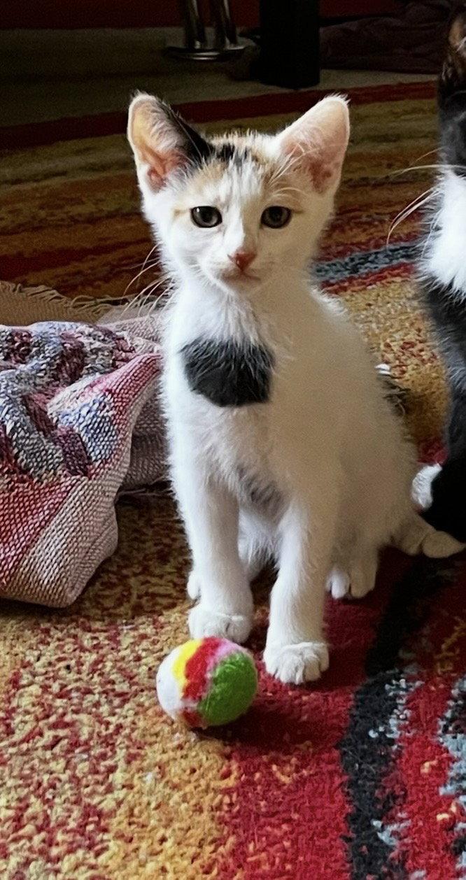 Honey, Adoptable, Young Female Domestic Short Hair.