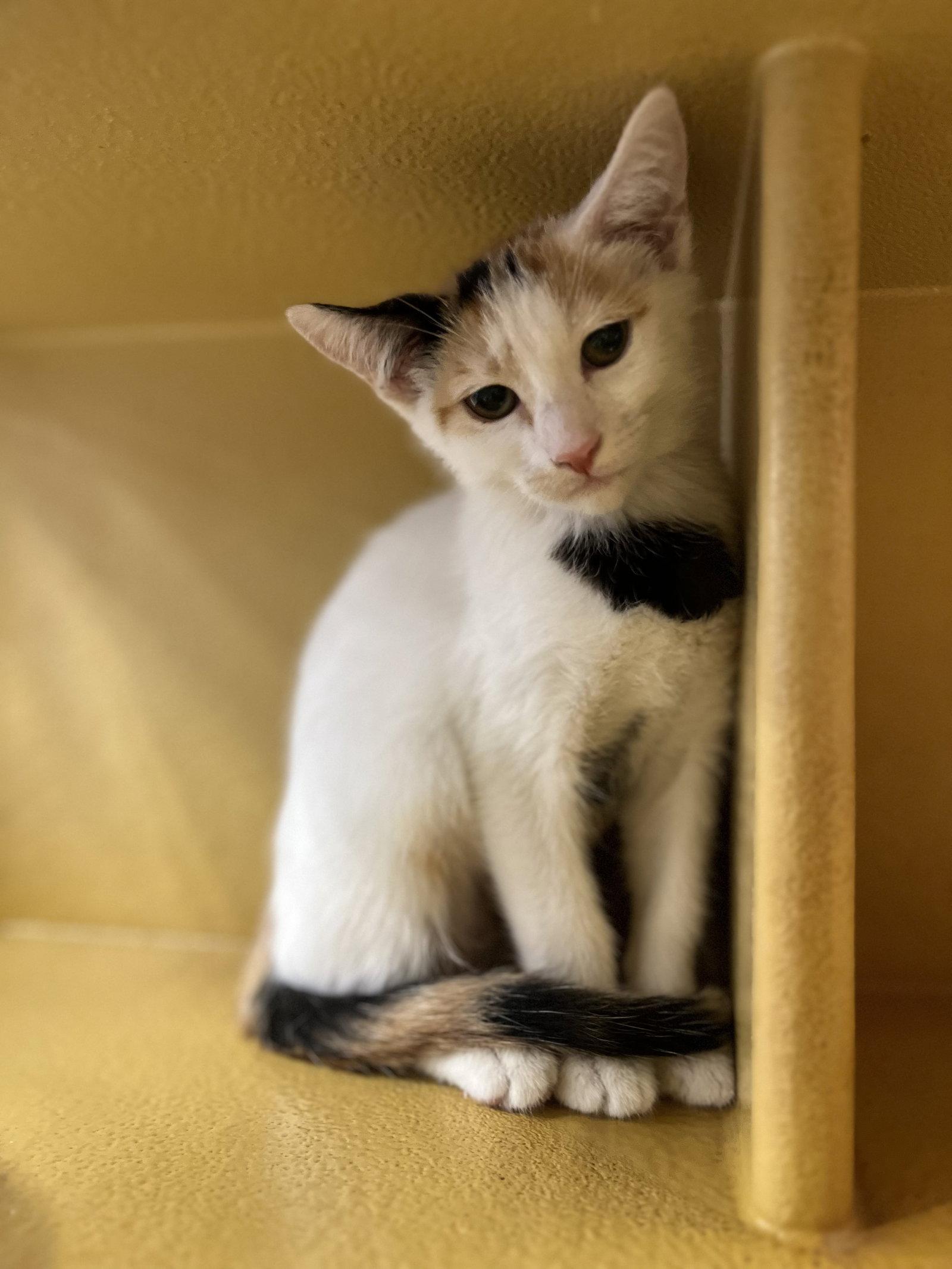 Honey, a Adoptable Domestic Short Hair in Scottsdale, AZ image 2/2