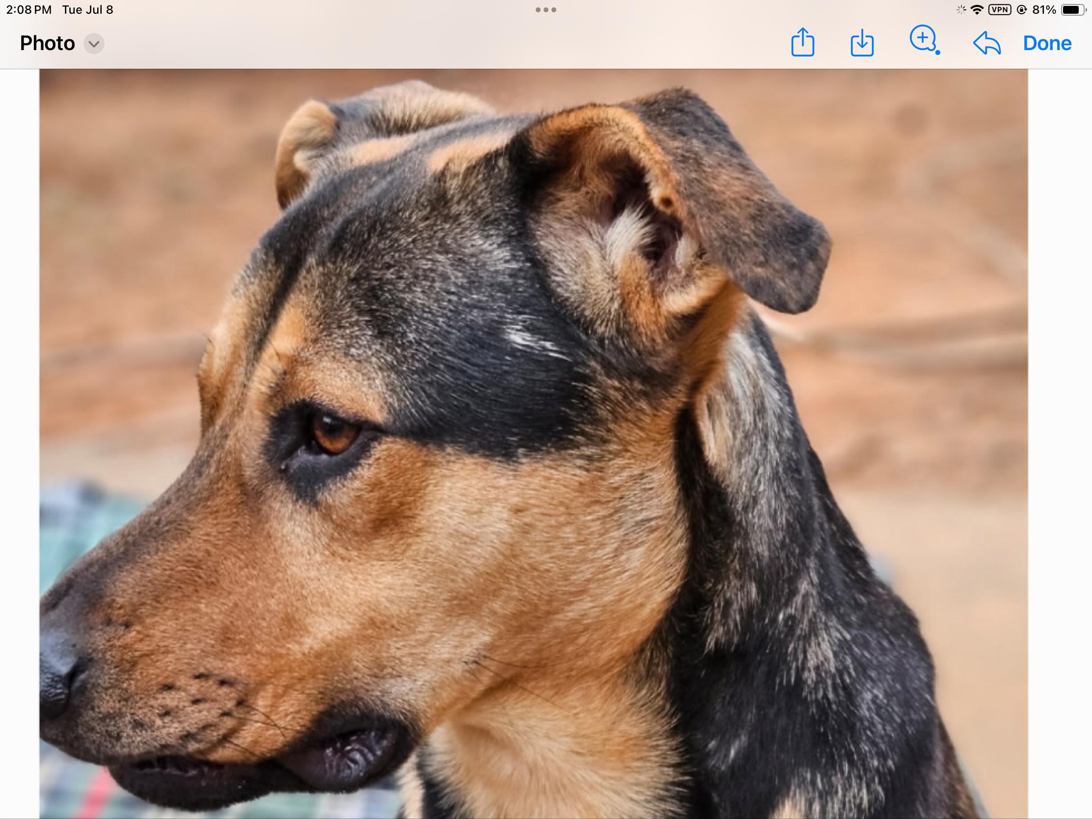 Mabry, Young Male German Shepherd Dog