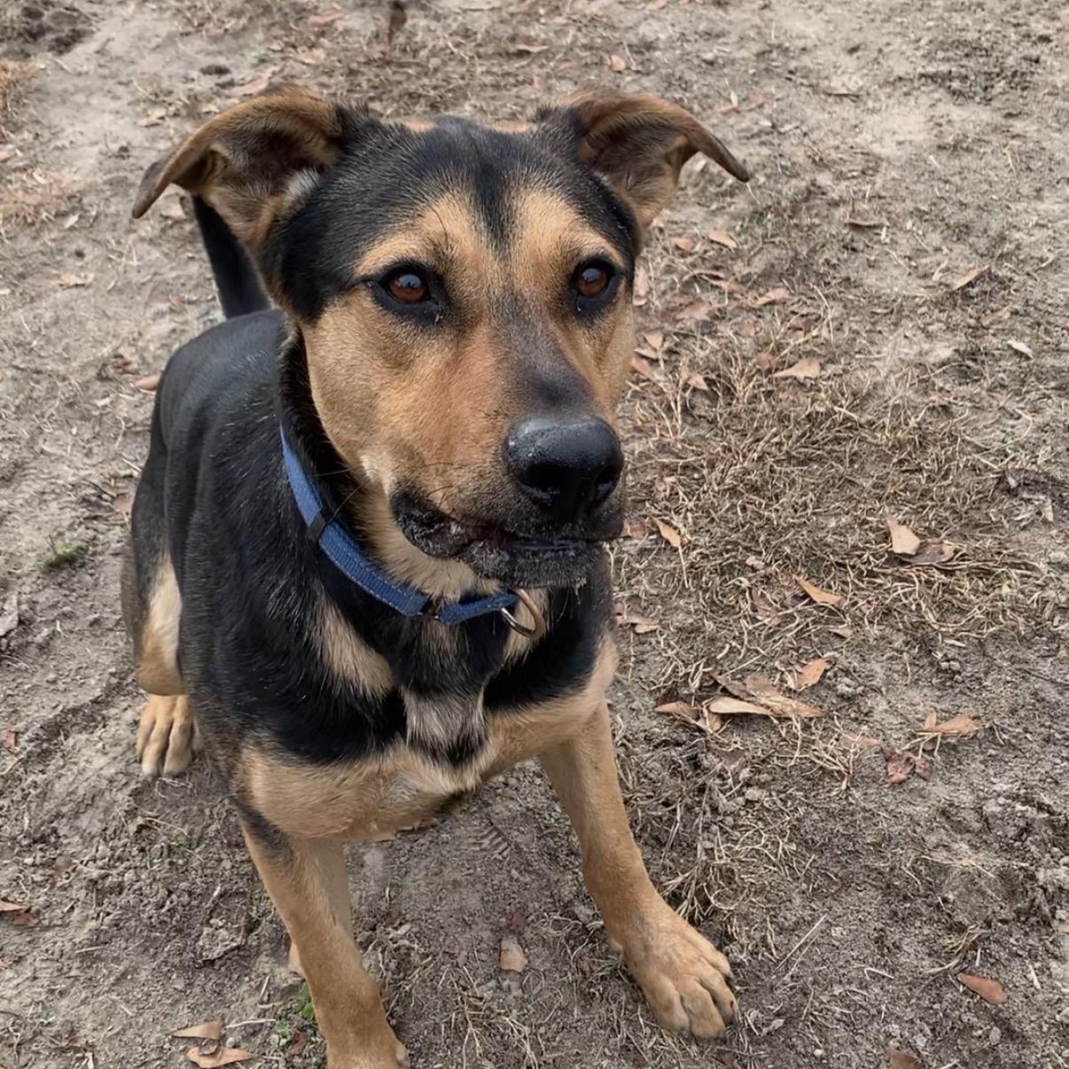 Mabry, adoptable, Young Male Rottweiler & German Shepherd Dog.