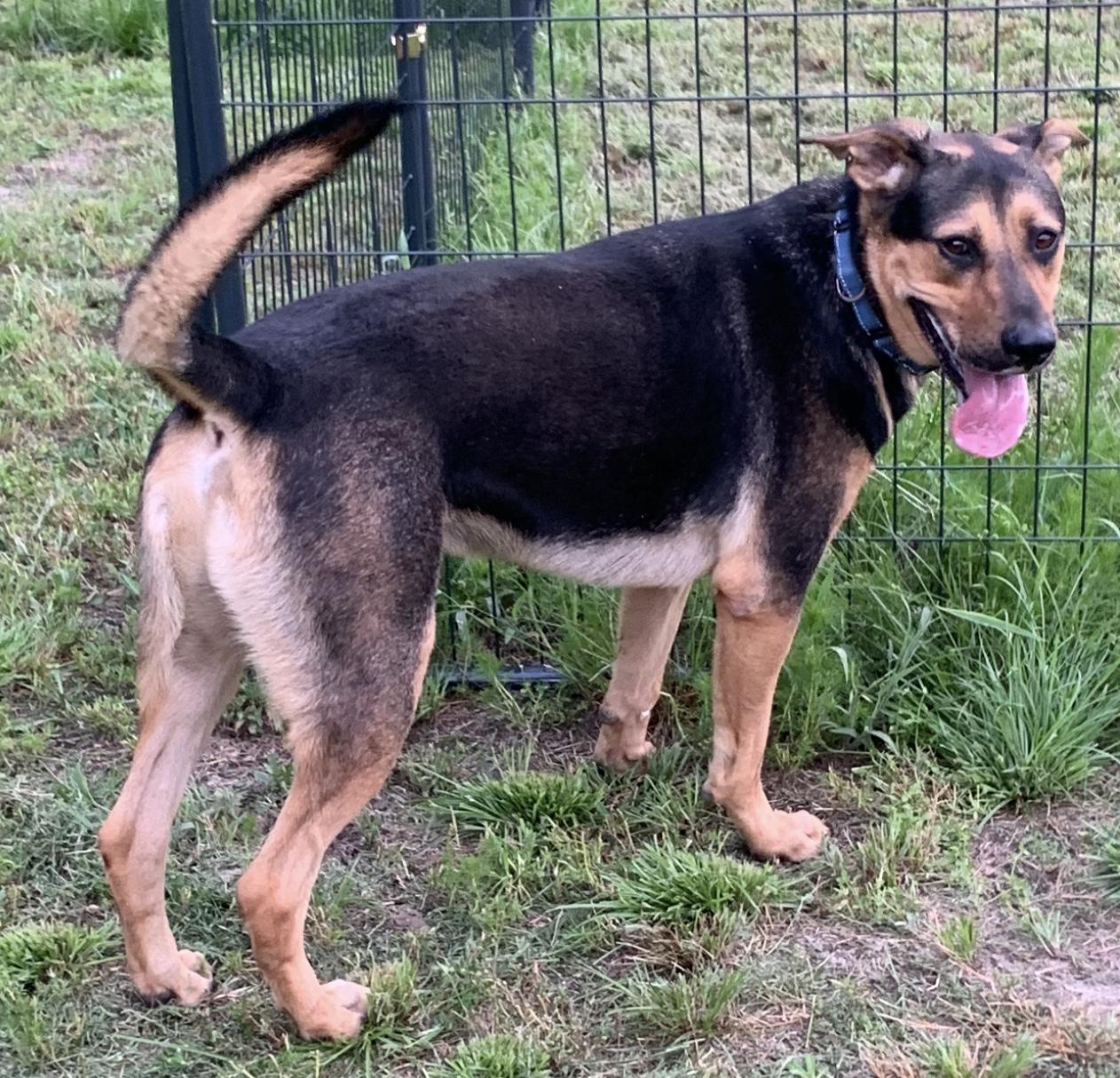 Enlarge Mabry, an adoptable mixed breed in Rome, GA image 1/3