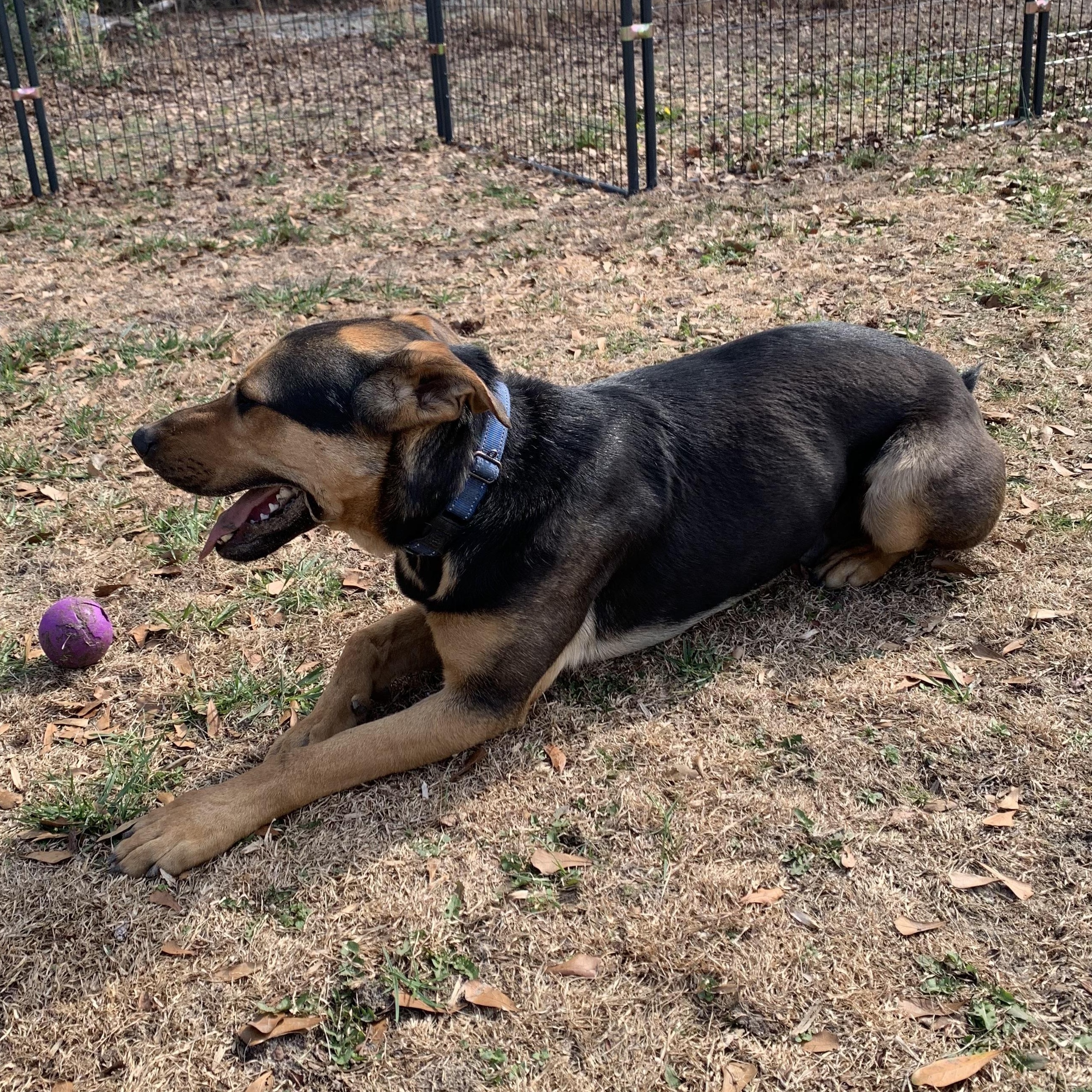 Enlarge Mabry, an adoptable mixed breed in Rome, GA image 2/2