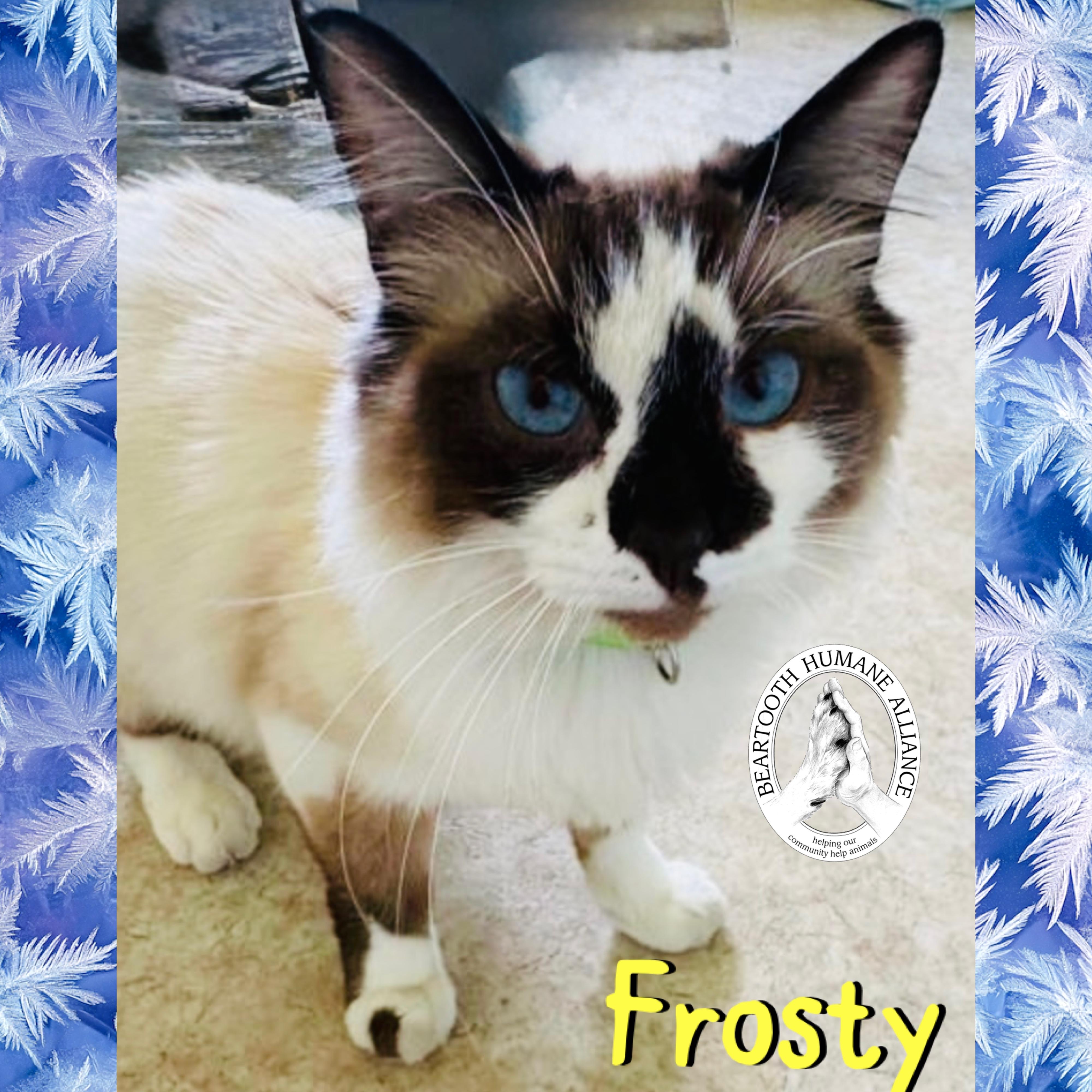Frosty, an adopted mixed breed in Red Lodge, MT image 1/2