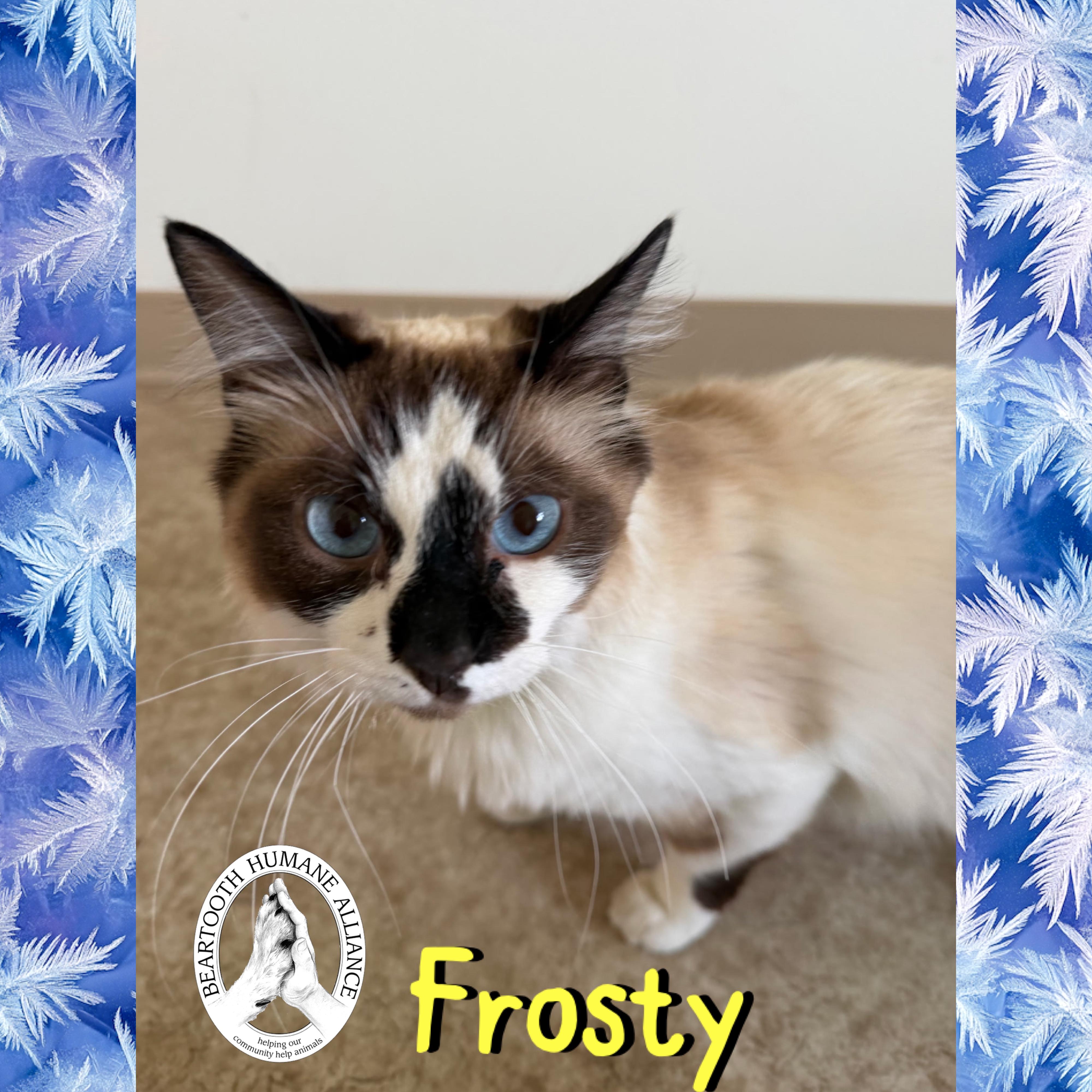 Frosty, an adopted mixed breed in Red Lodge, MT image 2/2