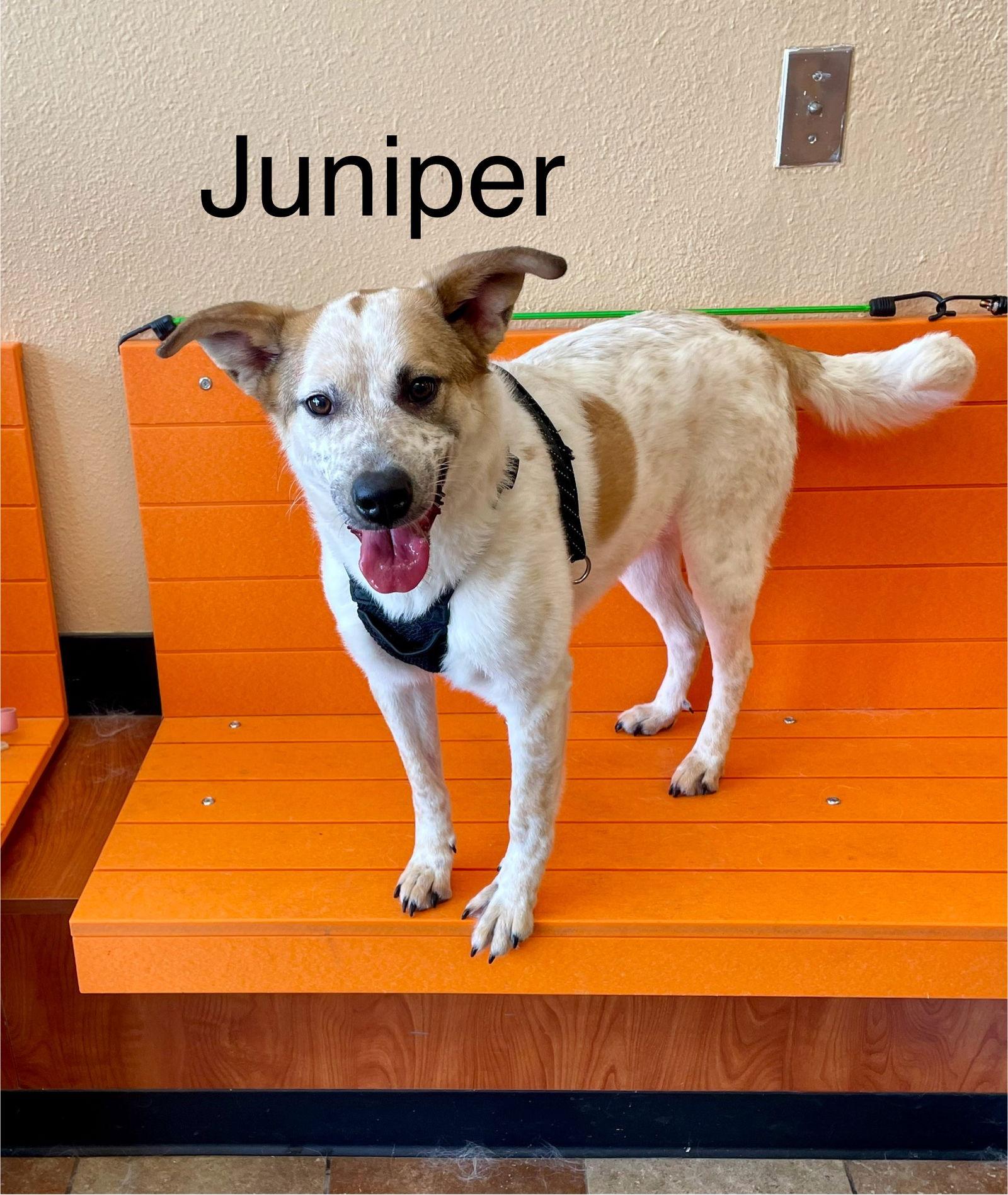 Enlarge Juniper, a Adoptable Cattle Dog in Topeka, KS image 1/1