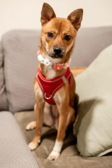 Rosie, a Adopted mixed breed in Scarsdale, NY image 4/5
