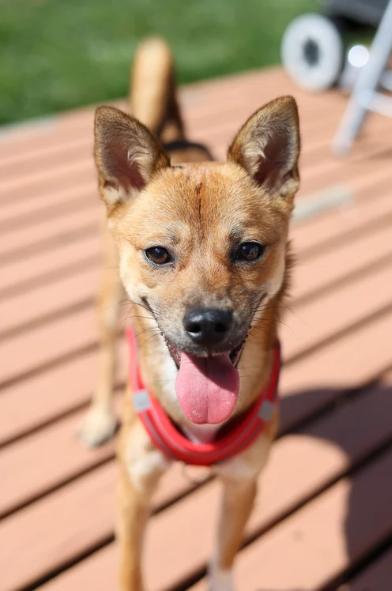 Rosie, a Adopted mixed breed in Scarsdale, NY image 2/5