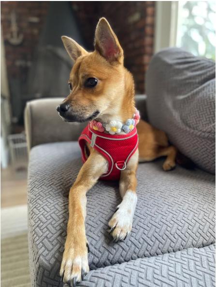 Rosie, a Adopted mixed breed in Scarsdale, NY image 5/5