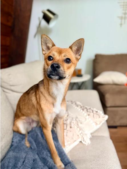 Rosie, a Adopted mixed breed in Scarsdale, NY image 3/5