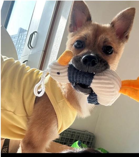 Rosie, Adopted, Young Female Jindo & German Pinscher.