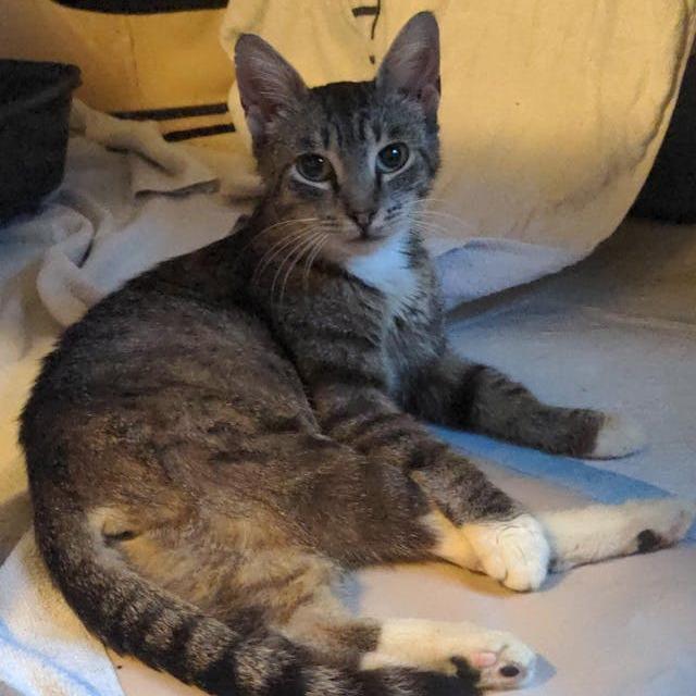 Widget — thumbnail 2