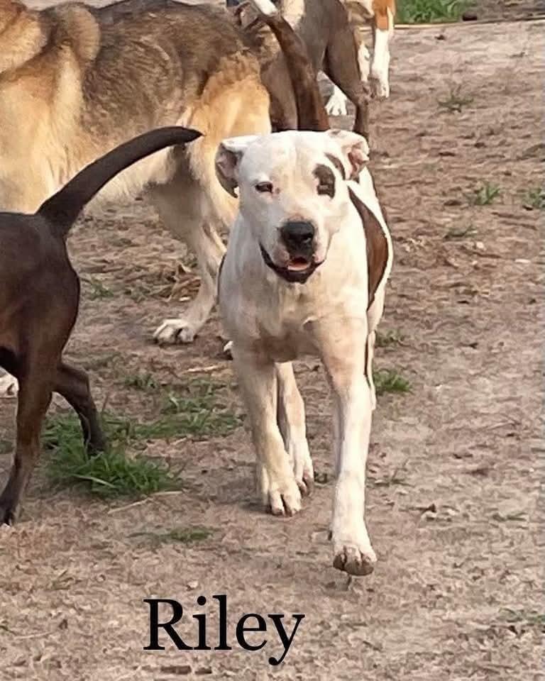 Riley, Adoptable, Adult Male American Bulldog.