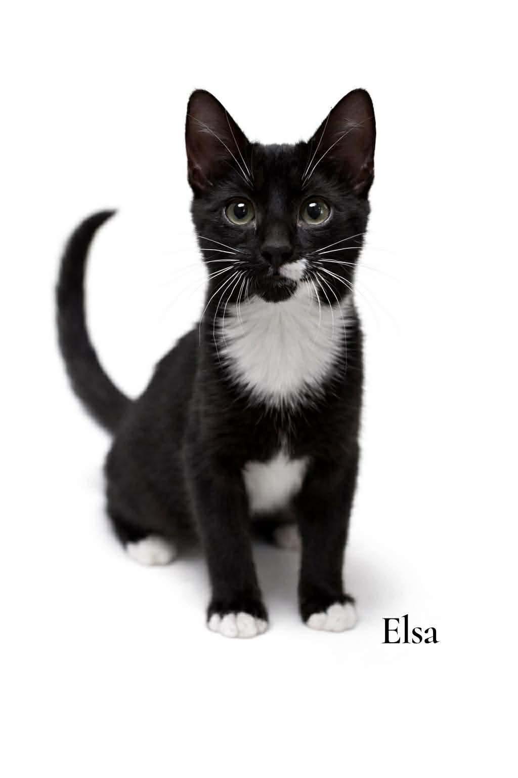 Elsa, ADOPTABLE, Kitten Female Domestic Short Hair.