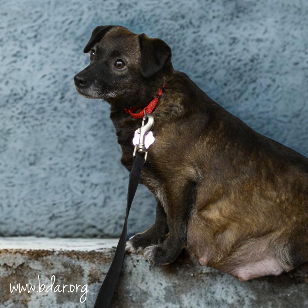 Pico, Adoptable, Adult Female Chihuahua & Mixed Breed.