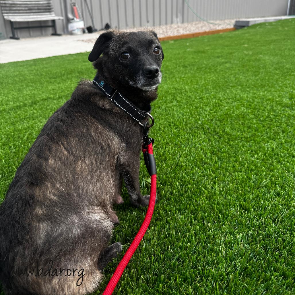 Enlarge Pico, a Adoptable mixed breed in Cheyenne, WY image 2/5