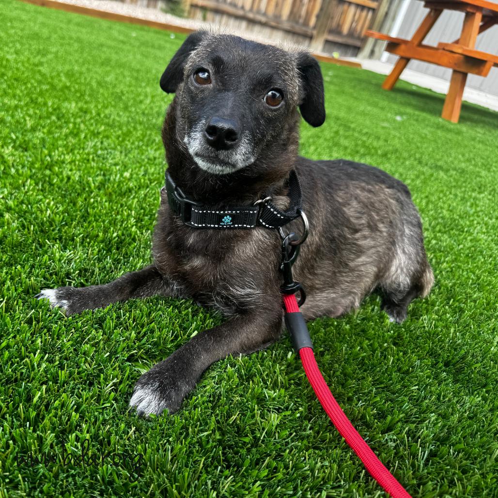 Enlarge Pico, a Adoptable mixed breed in Cheyenne, WY image 3/5