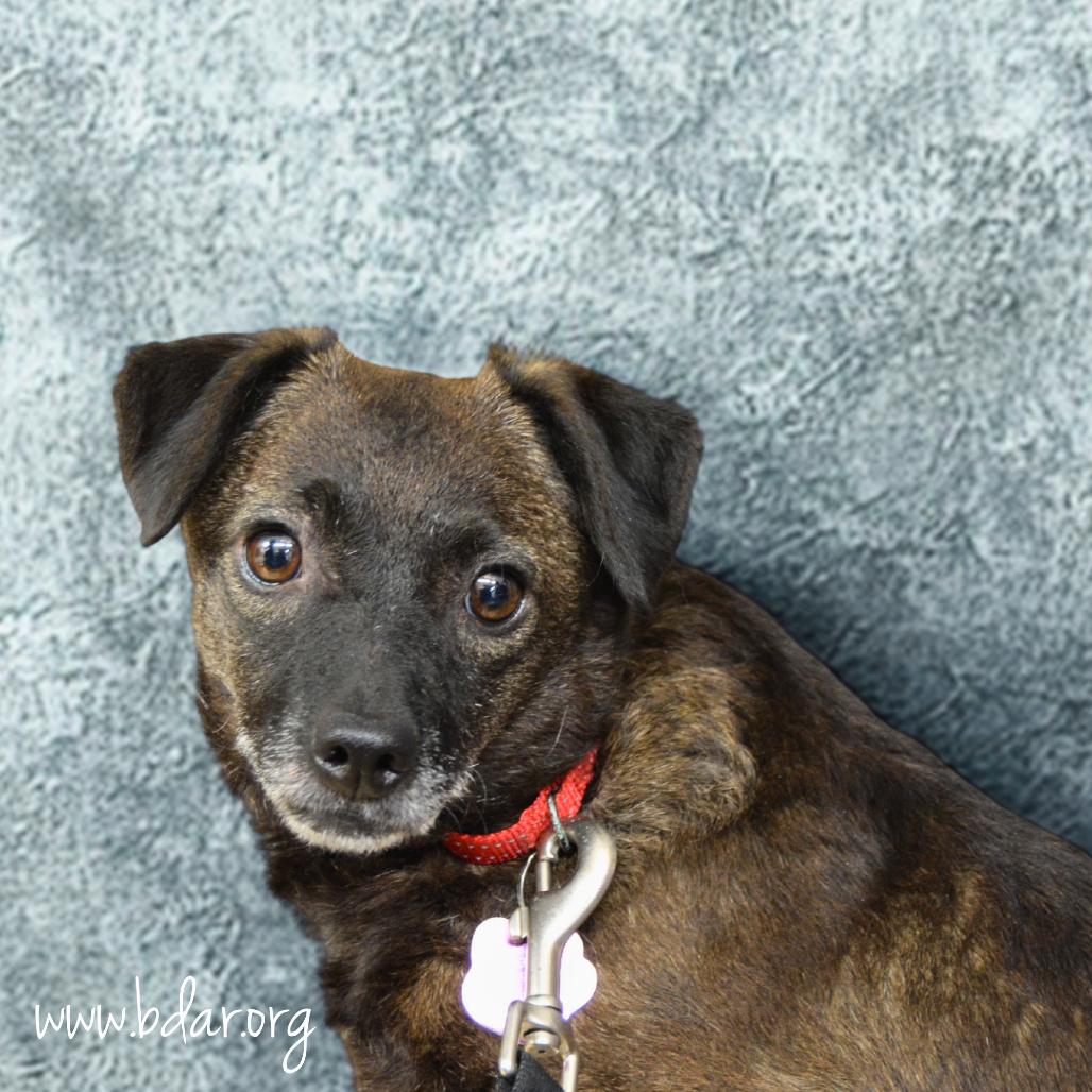 Enlarge Pico, a Adoptable mixed breed in Cheyenne, WY image 4/5