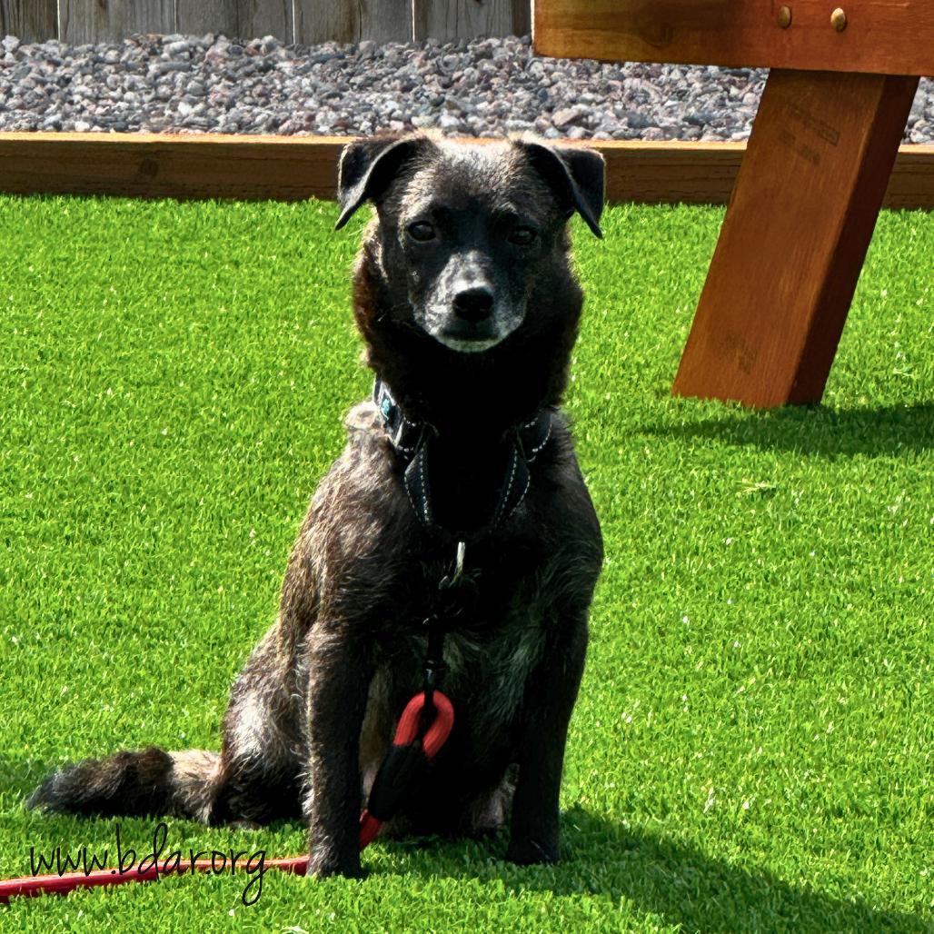 Enlarge Pico, a Adoptable mixed breed in Cheyenne, WY image 5/5