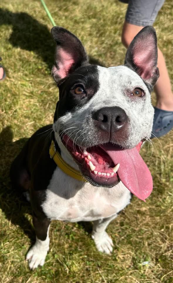 Posey, an adoptable Pit Bull Terrier in Brooks, ME, 04921 | Photo Image 1