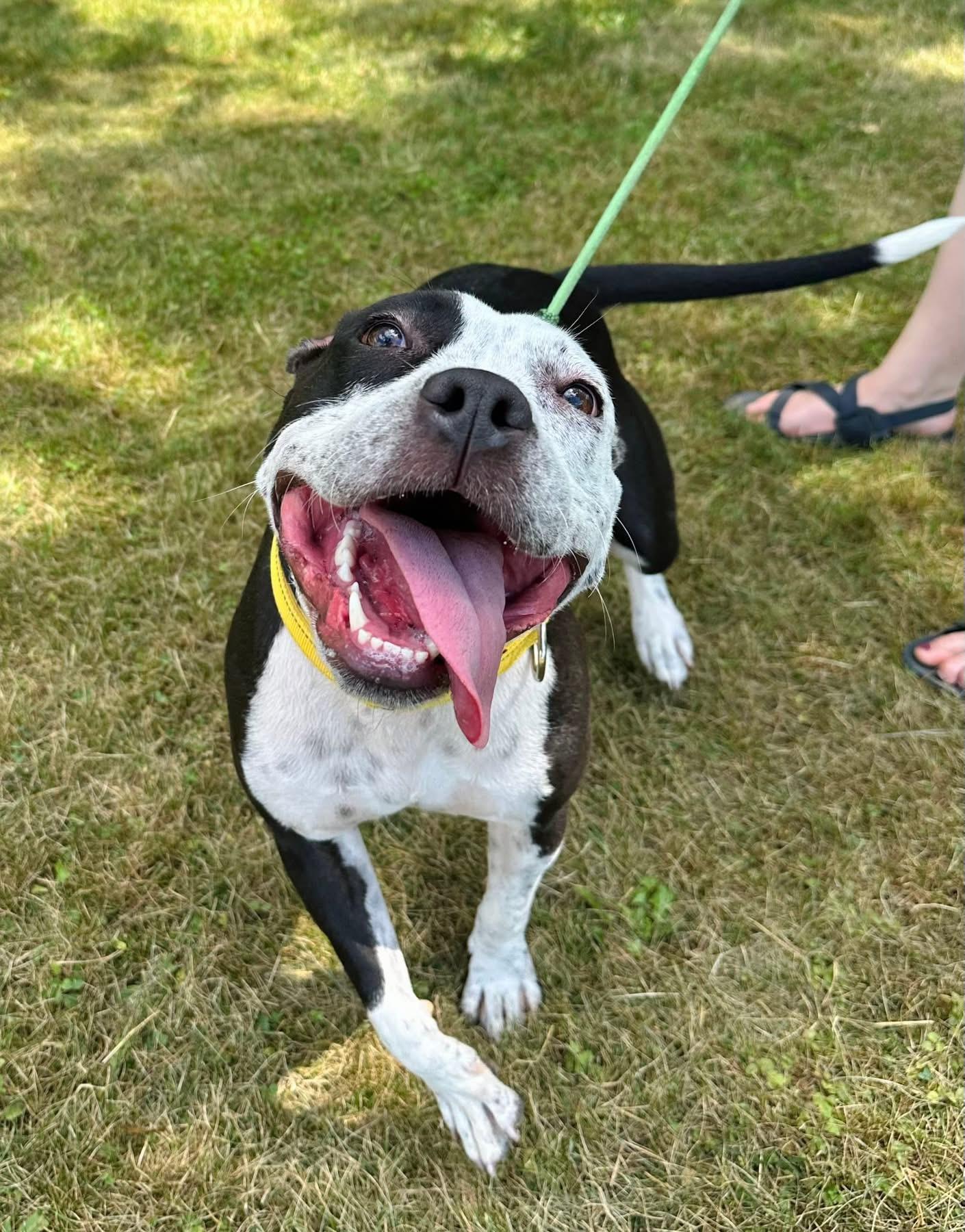 Posey, an adoptable Pit Bull Terrier in Brooks, ME, 04921 | Photo Image 2