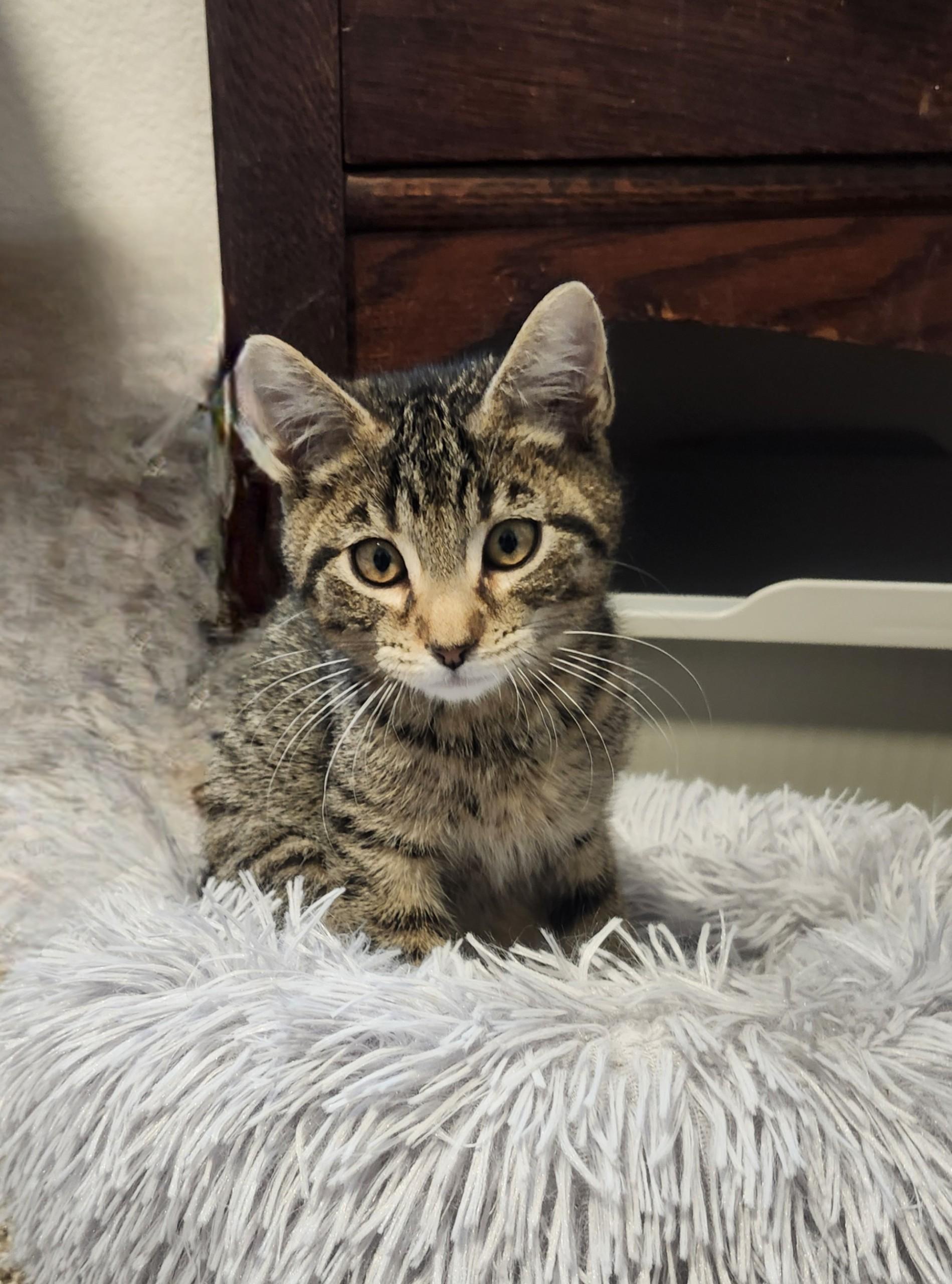 Barry, Adopted, Young Male Domestic Short Hair.