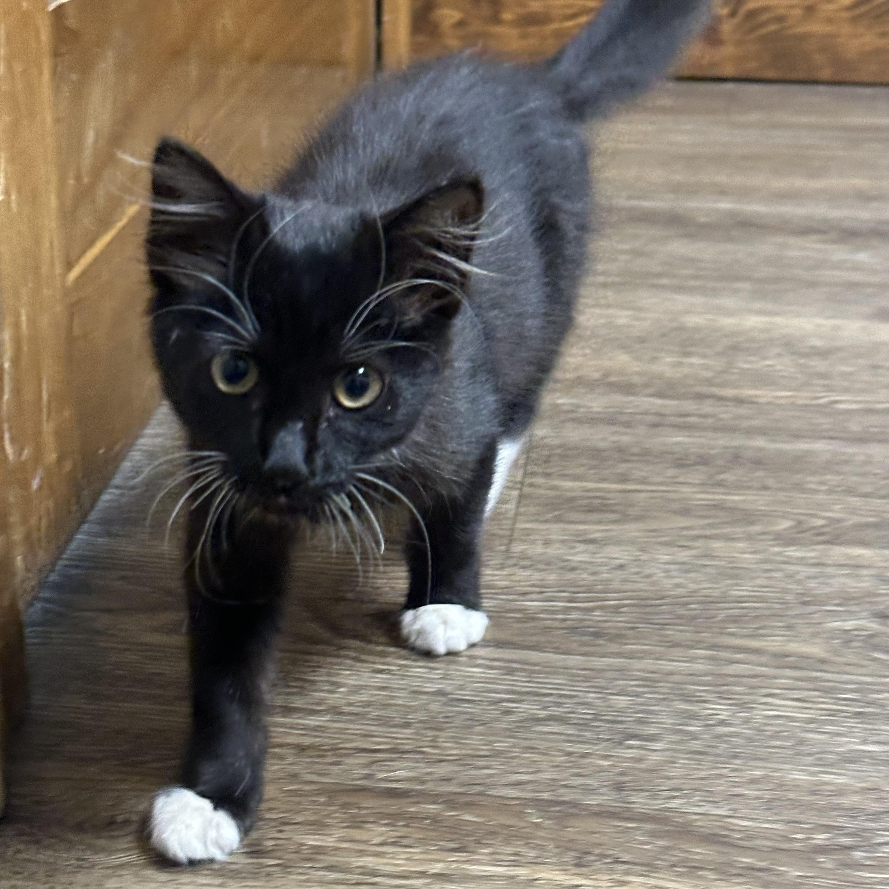 Enlarge Matilda, a Adopted mixed breed in Oxford , MS image 2/6