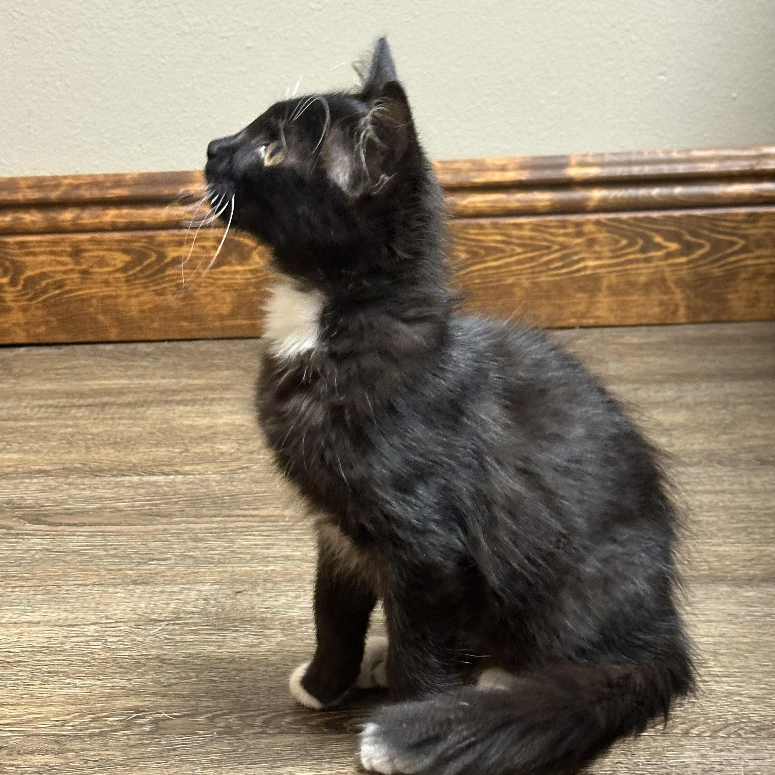 Enlarge Matilda, a Adopted mixed breed in Oxford , MS image 5/6
