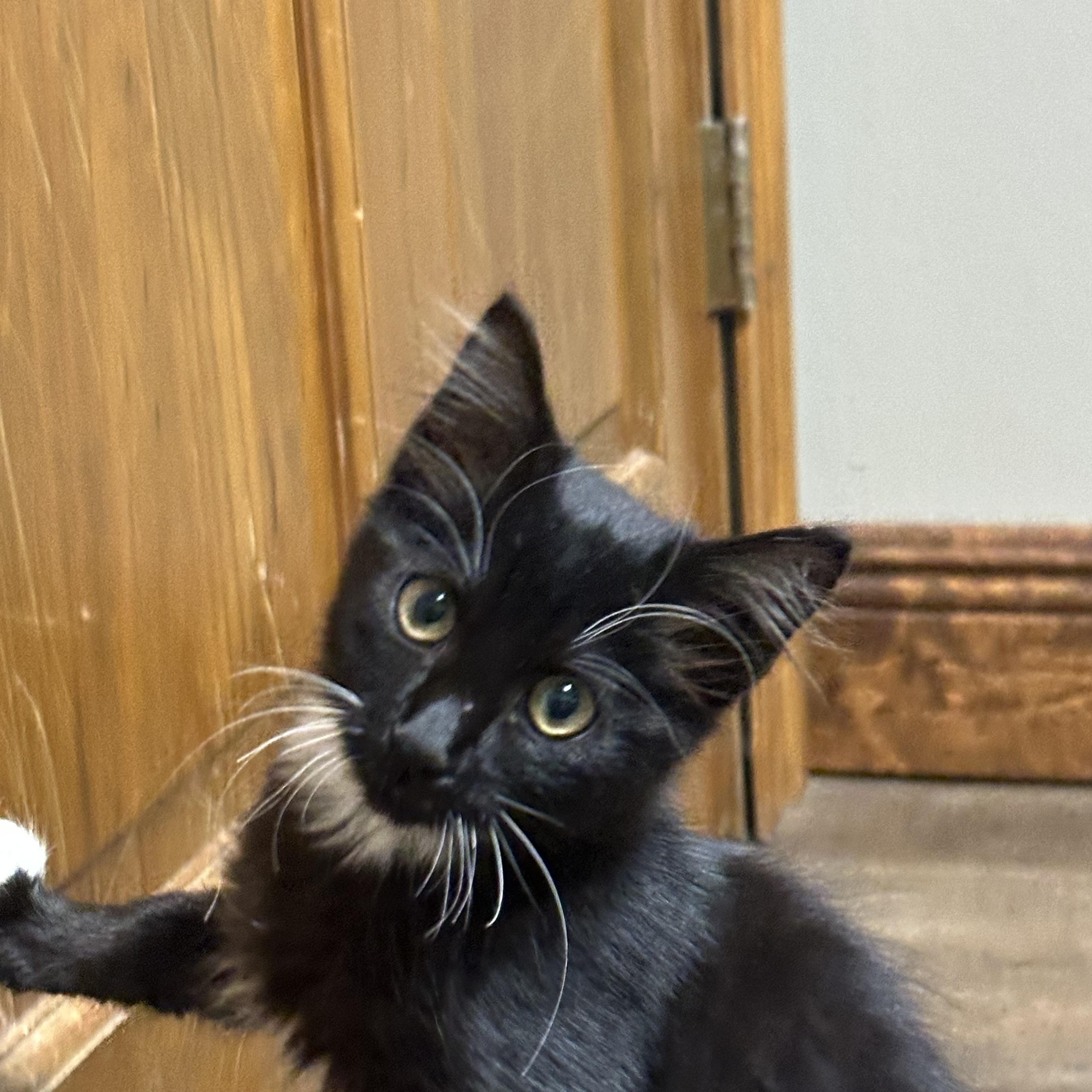 Matilda, Adopted, Kitten Female Tuxedo.