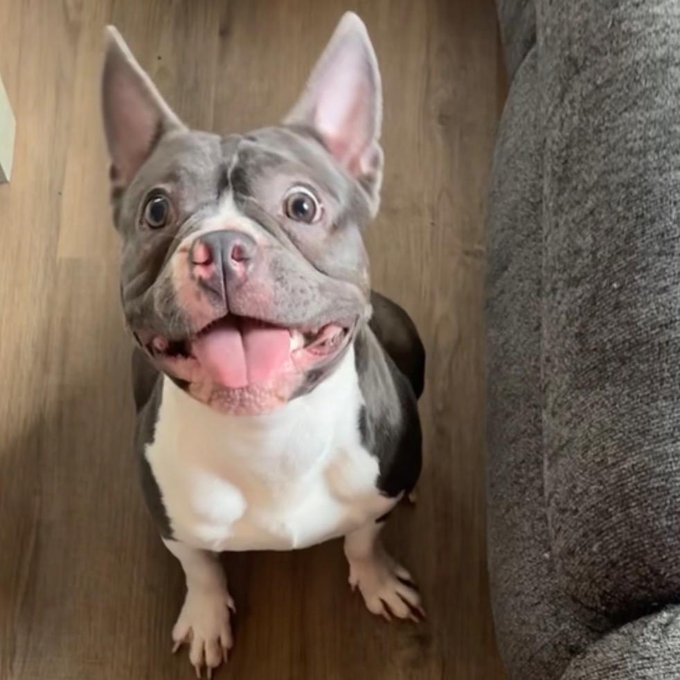 Jeffrey, Adoptable, Adult Male French Bulldog & Mixed Breed.